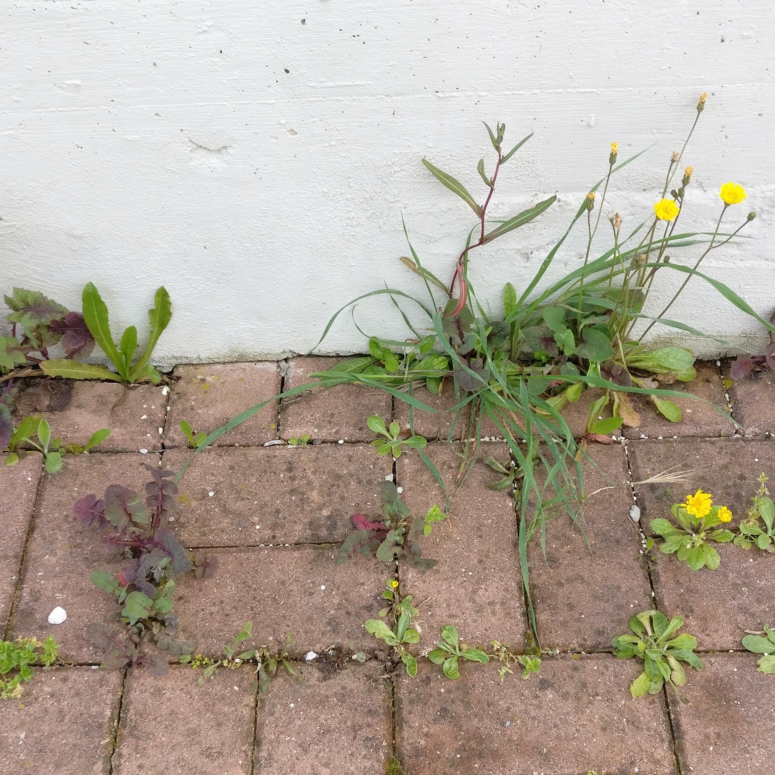 IMG_20180331_094433_448